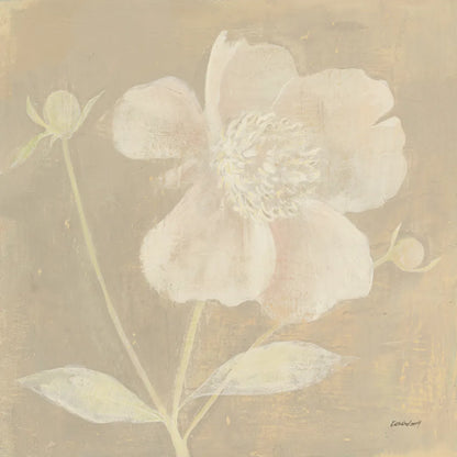 Neutral Peony by Kathrine Lovell. SKU 34981a. Archival Giclee Fine art print for wall decor.