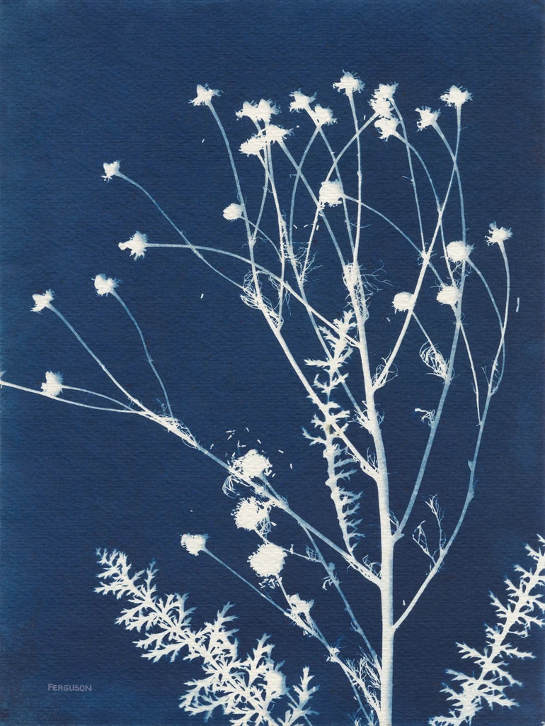 Alpine Flower IV by Kathy Ferguson