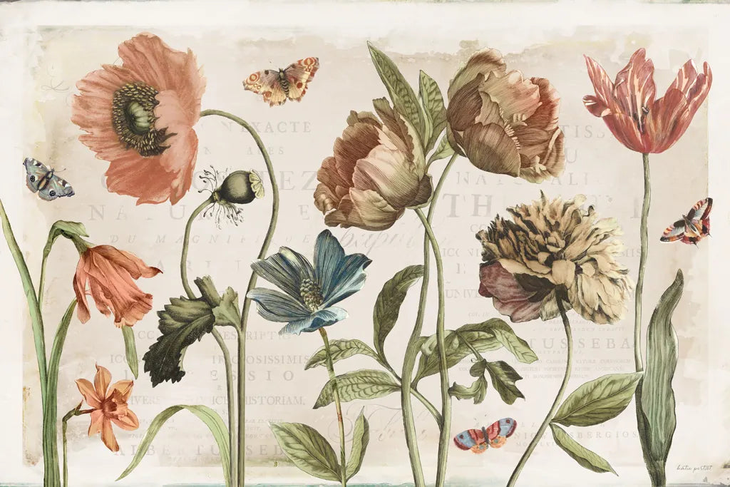 Antiquarian Blooms I by Katie Pertiet. SKU 62240i. Archival Giclee Fine art print for wall decor.