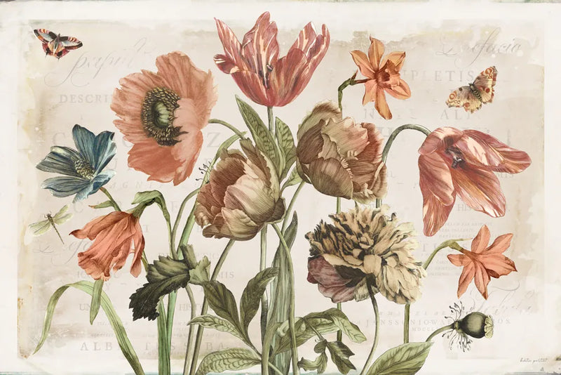 Antiquarian Blooms II by Katie Pertiet. SKU 62241i. Archival Giclee Fine art print for wall decor.