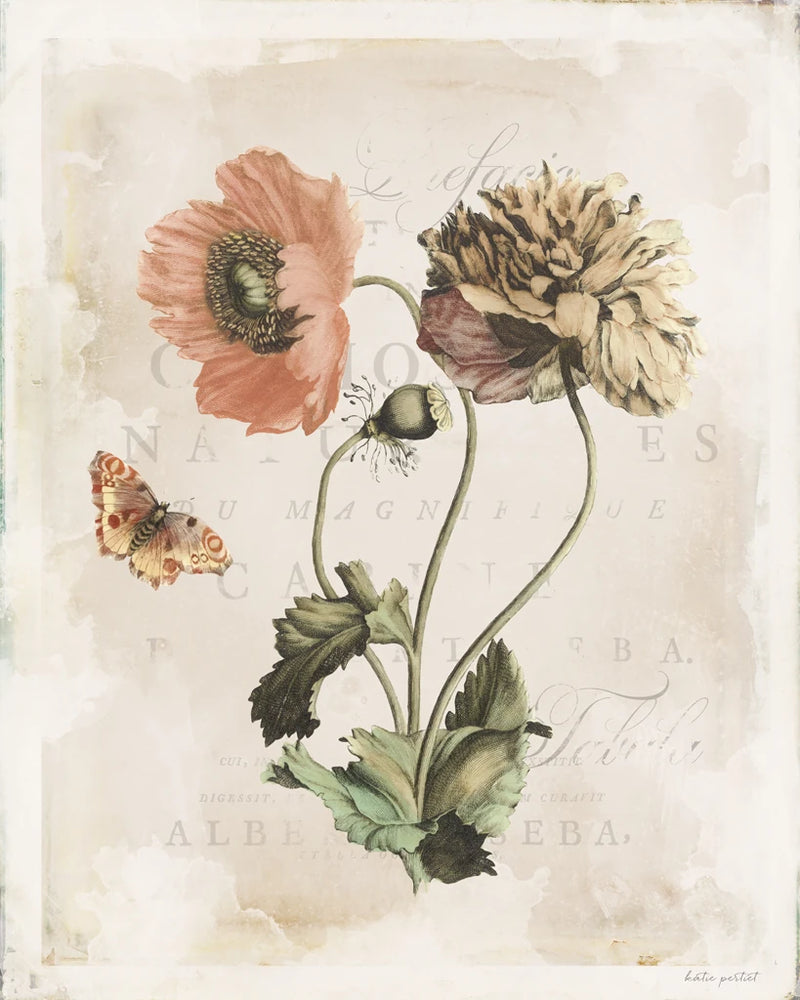 Antiquarian Blooms IV by Katie Pertiet