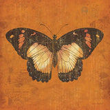 Apricot Butterfly by Katie Pertiet. SKU 5954a. Archival Giclee Fine art print for wall decor.
