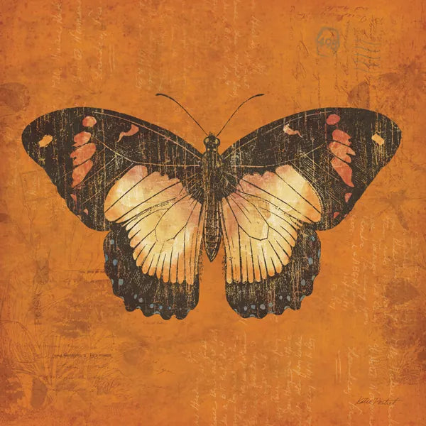 Apricot Butterfly by Katie Pertiet. SKU 5954a. Archival Giclee Fine art print for wall decor.