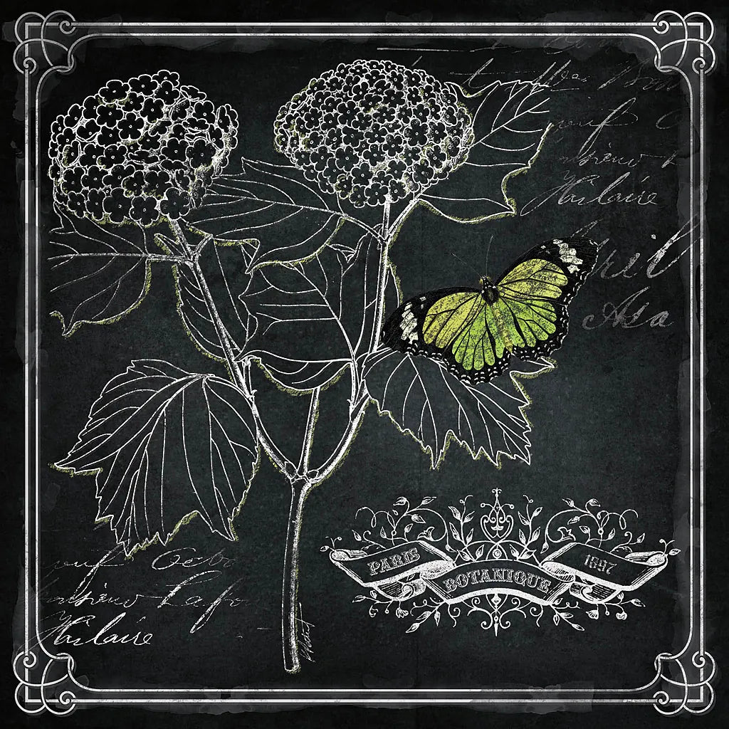 Chalkboard Botanical I by Katie Pertiet. SKU 14310a. Archival Giclee Fine art print for wall decor.