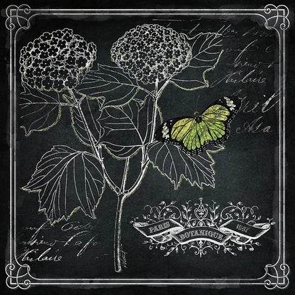 Chalkboard Botanical I by Katie Pertiet. SKU 14310a. Archival Giclee Fine art print for wall decor.