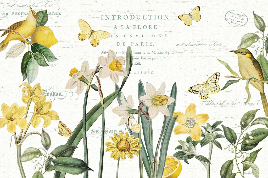 Citron Curiosities I by Katie Pertiet. SKU 36936i. Archival Giclee Fine art print for wall decor.