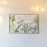 Citron Curiosities I by Katie Pertiet. shown as a paper print in a natural frame. Available as a archival giclee rolled canvas, fine art paper, or poster print. SKU 36936i.