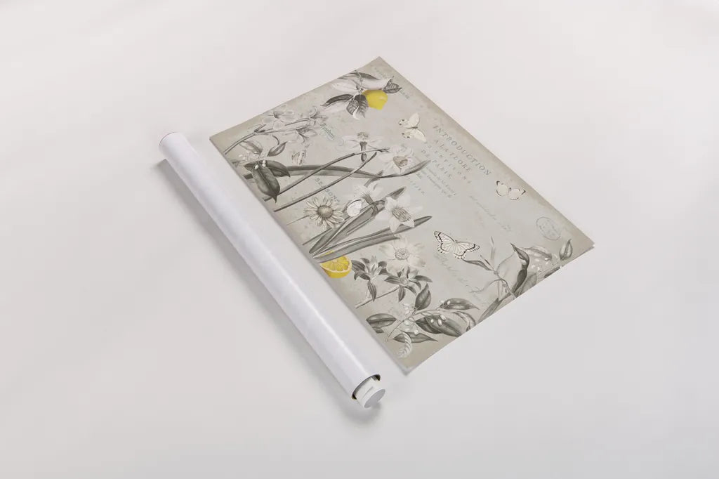 Citron Curiosities I Gray by Katie Pertiet. shown as a rolled paper print. Available as archival giclee rolled canvas, fine art paper, or poster print. SKU 38484i.