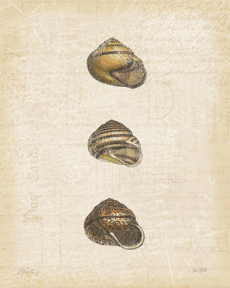 Coastal Shells I by Katie Pertiet