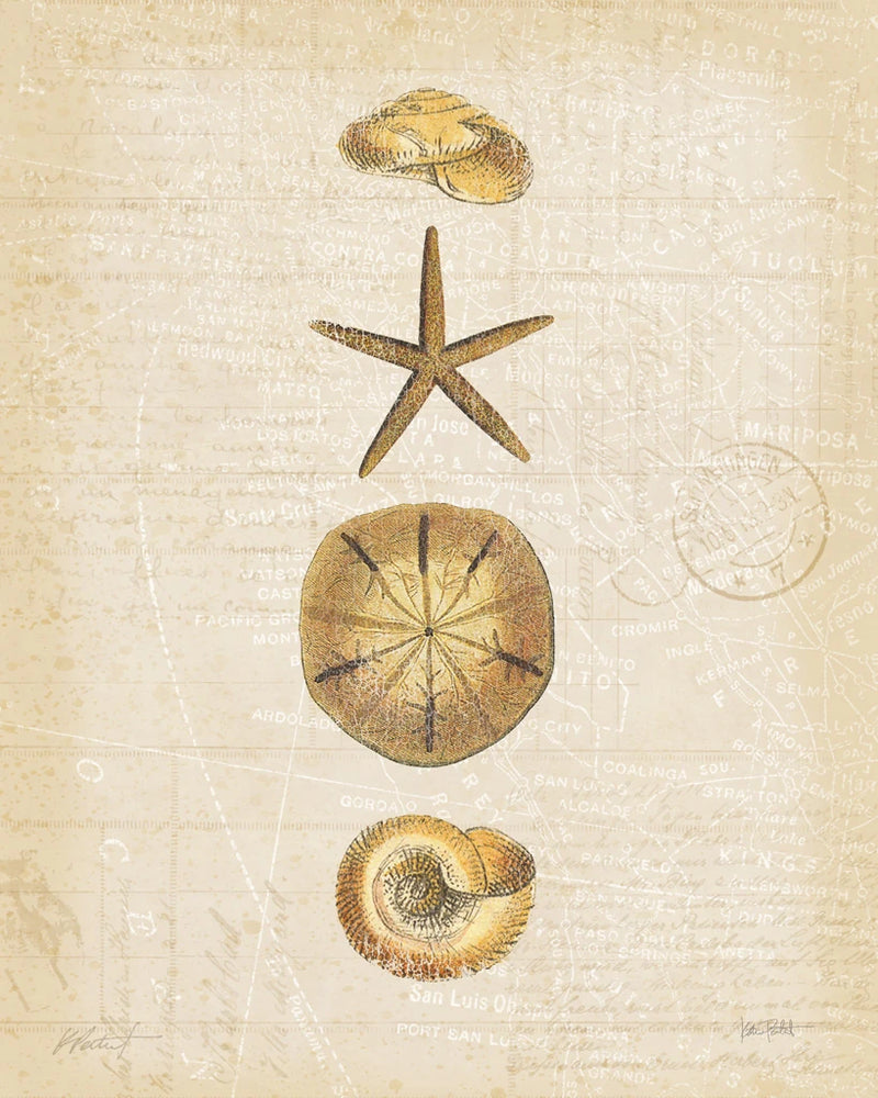 Coastal Shells III by Katie Pertiet