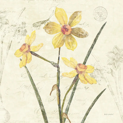 Daffodil Square by Katie Pertiet. SKU 5986a. Archival Giclee Fine art print for wall decor.
