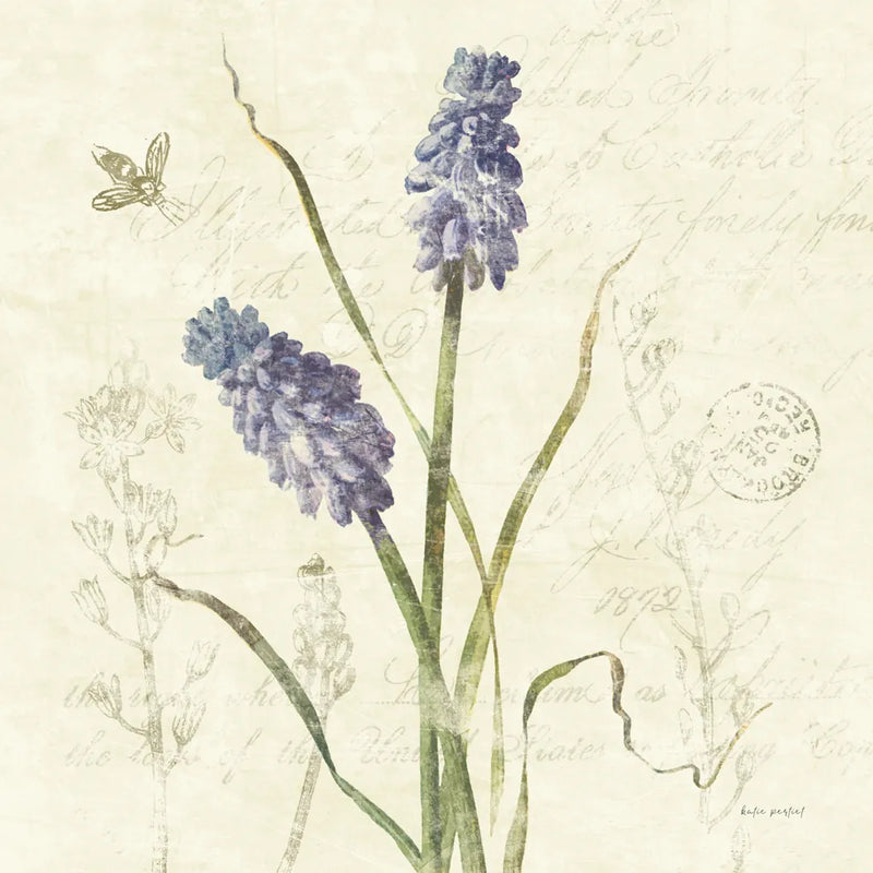 Hyacinth Square by Katie Pertiet. SKU 5984a. Archival Giclee Fine art print for wall decor.