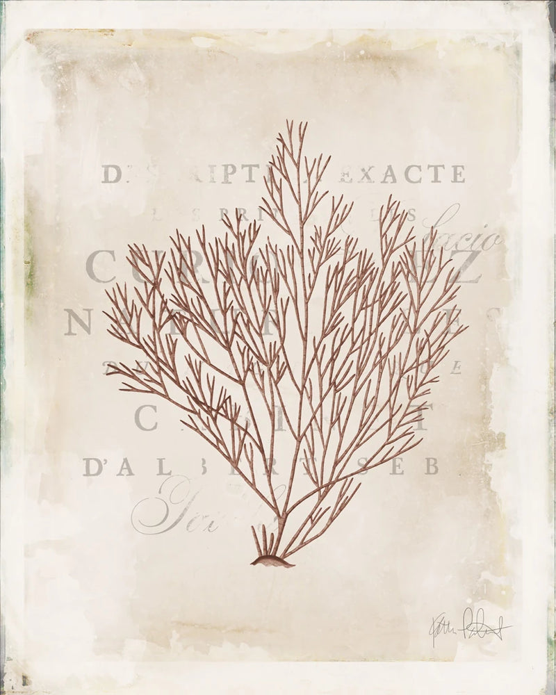 Sea Garden II Brown by Katie Pertiet