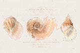 Shell Collector I by Katie Pertiet. SKU 29926i. Archival Giclee Fine art print for wall decor.
