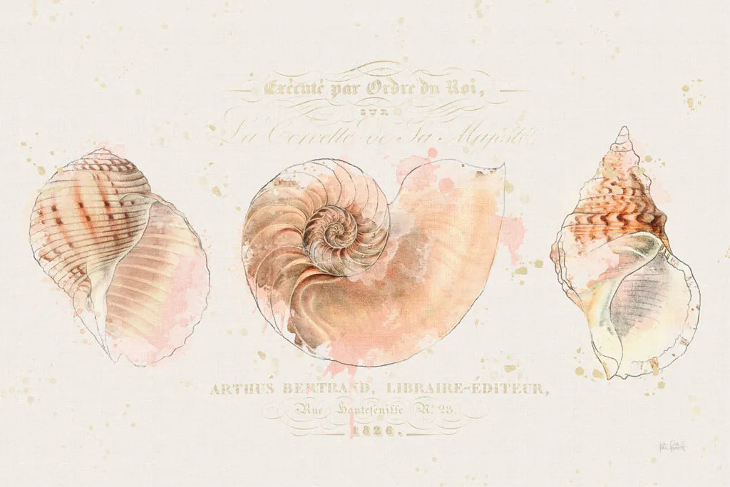 Shell Collector I by Katie Pertiet. SKU 29926i. Archival Giclee Fine art print for wall decor.