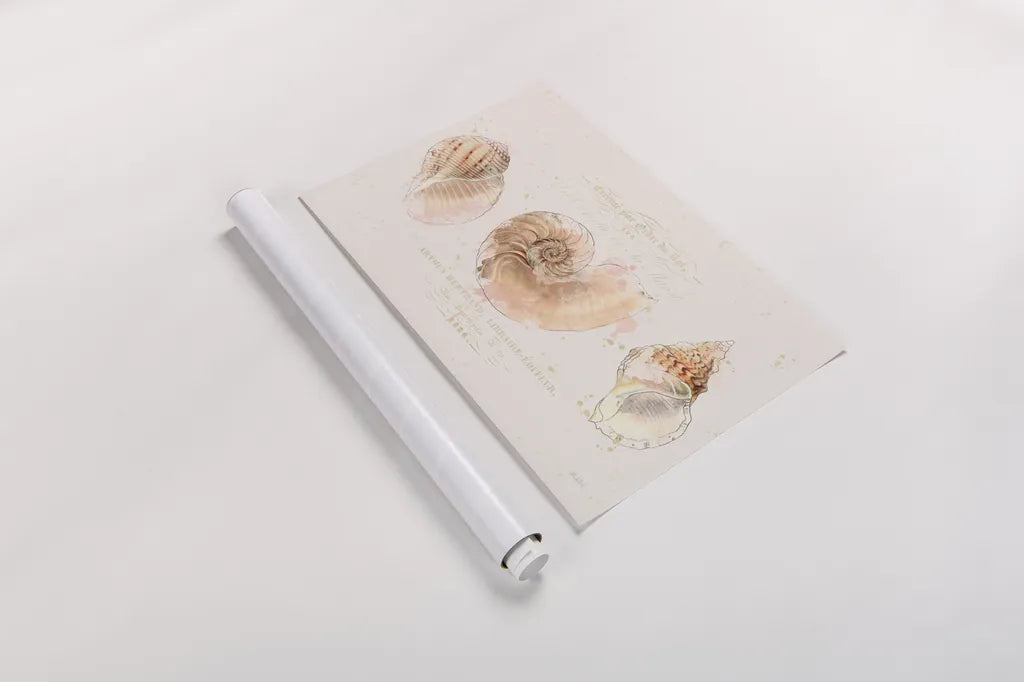 Shell Collector I by Katie Pertiet. shown as a rolled paper print. Available as archival giclee rolled canvas, fine art paper, or poster print. SKU 29926i.