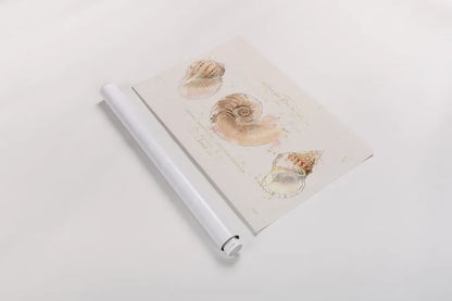 Shell Collector I by Katie Pertiet. shown as a rolled paper print. Available as archival giclee rolled canvas, fine art paper, or poster print. SKU 29926i.