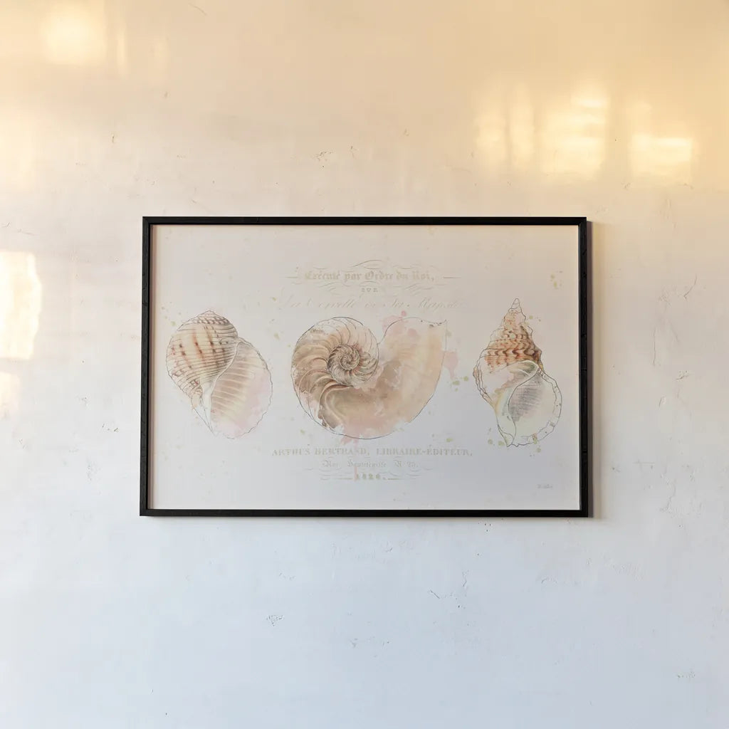 Shell Collector I by Katie Pertiet. shown as a paper print in a black flame. Available as a archival giclee rolled canvas, fine art paper, or poster print. SKU 29926i.