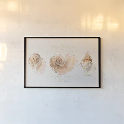 Shell Collector I by Katie Pertiet. shown as a paper print in a black flame. Available as a archival giclee rolled canvas, fine art paper, or poster print. SKU 29926i.