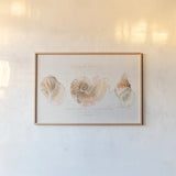Shell Collector I by Katie Pertiet. shown as a paper print in a natural frame. Available as a archival giclee rolled canvas, fine art paper, or poster print. SKU 29926i.