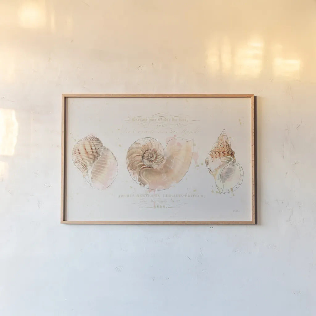 Shell Collector I by Katie Pertiet. shown as a paper print in a natural frame. Available as a archival giclee rolled canvas, fine art paper, or poster print. SKU 29926i.