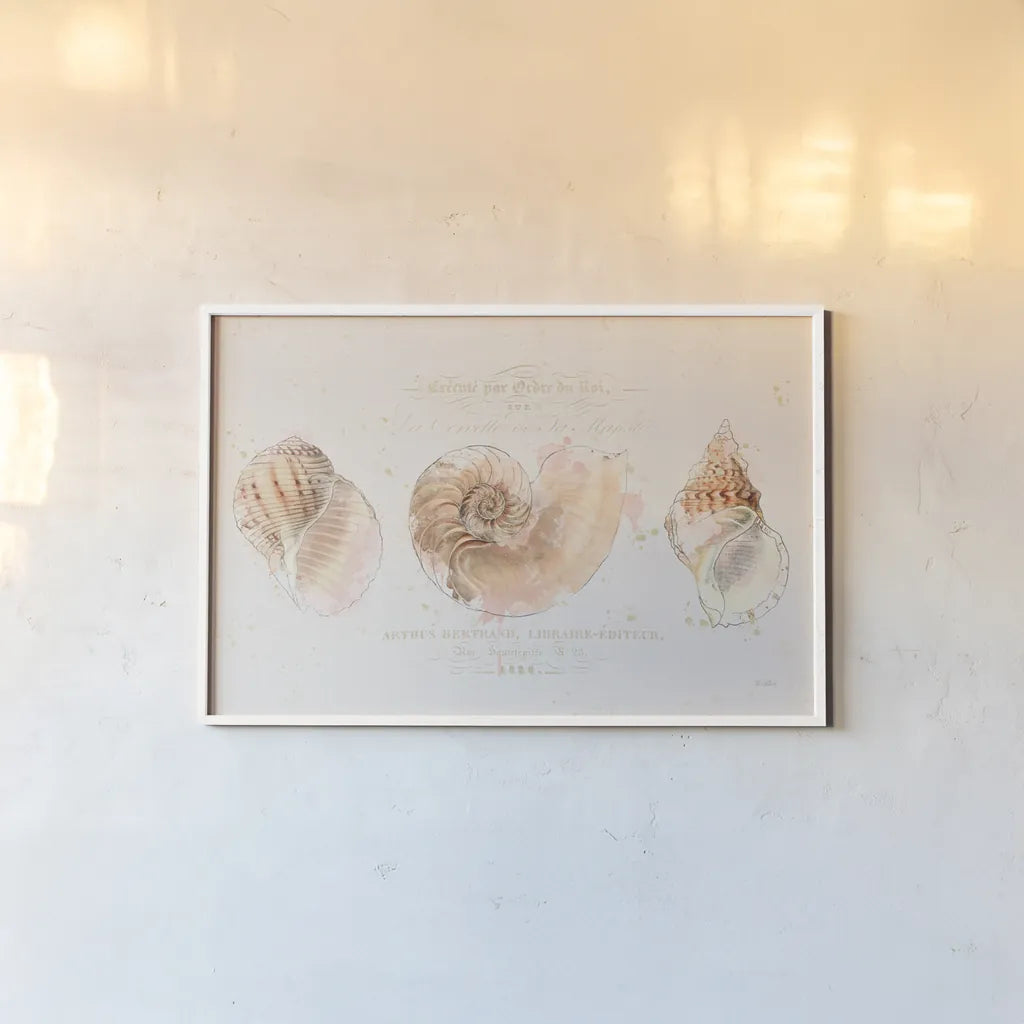 Shell Collector I by Katie Pertiet. shown as a paper print in a white frame. Available as a archival giclee rolled canvas, fine art paper, or poster print. SKU 29926i.