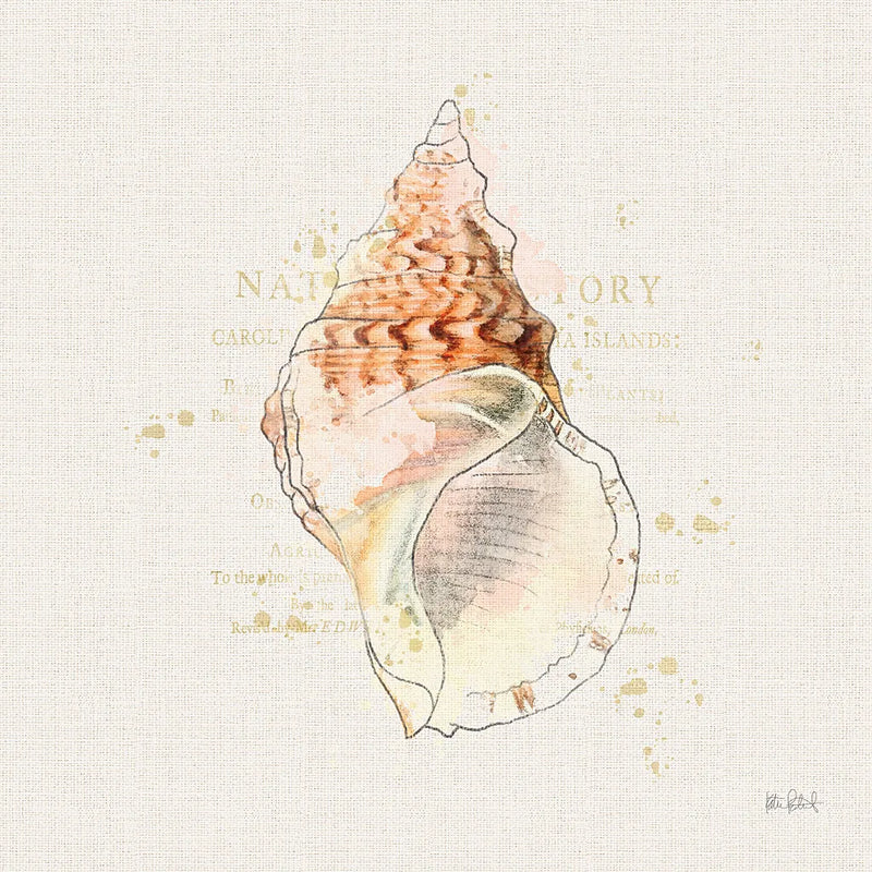 Shell Collector III by Katie Pertiet. SKU 29928a. Archival Giclee Fine art print for wall decor.