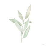 Sage II by Katrina Pete. SKU 65978a. Archival Giclee Fine art print for wall decor.