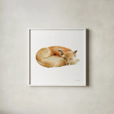 Sleeping Fox on White by Katrina Pete. Shown in a crisp white glass frame for a clean and minimalist style. Available as an archival giclee rolled canvas, fine art paper, or poster print. SKU 77224a.