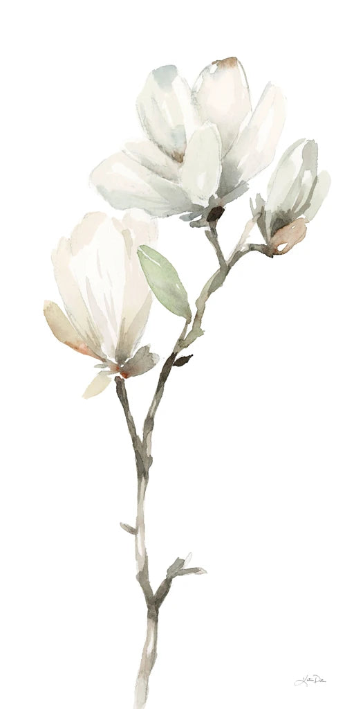 White Magnolia II by Katrina Pete