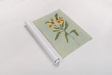 Lily Study I by Krystal Adams. shown as a rolled paper print. Available as archival giclee rolled canvas, fine art paper, or poster print. SKU 102748h.