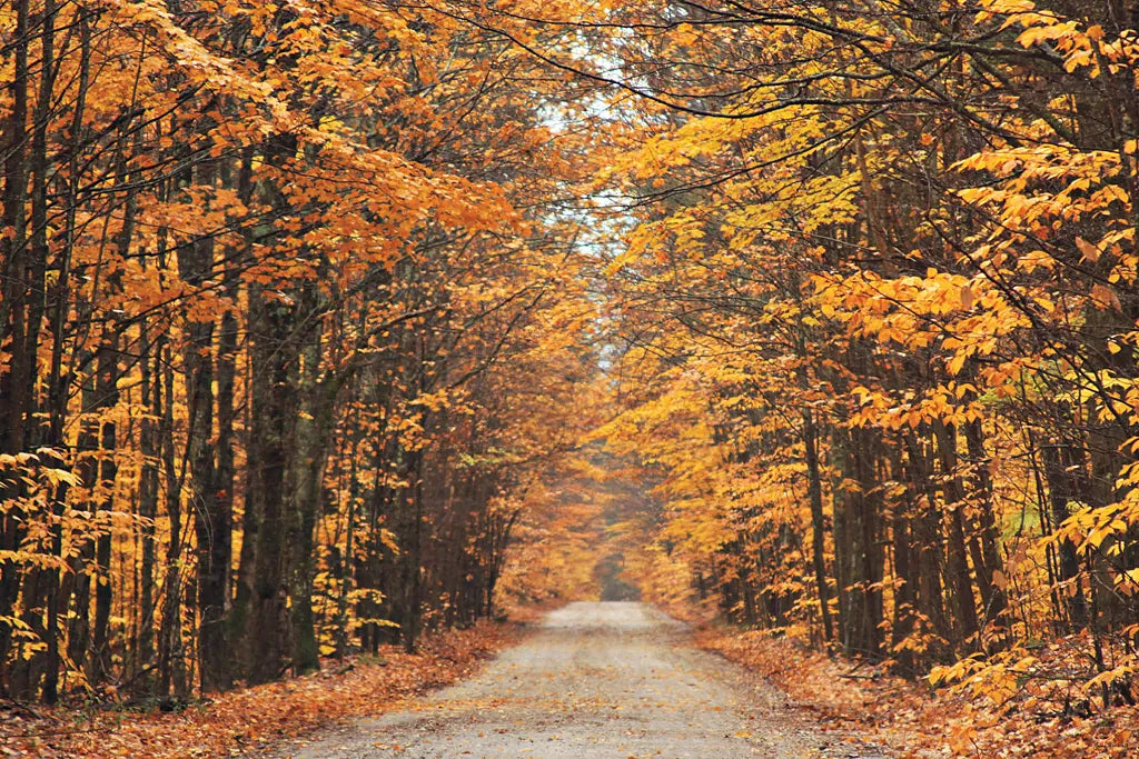 Autumn Country Road by Laura Marshall. SKU 16683i. Archival Giclee Fine art print for wall decor.