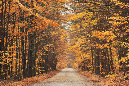 Autumn Country Road by Laura Marshall. SKU 16683i. Archival Giclee Fine art print for wall decor.