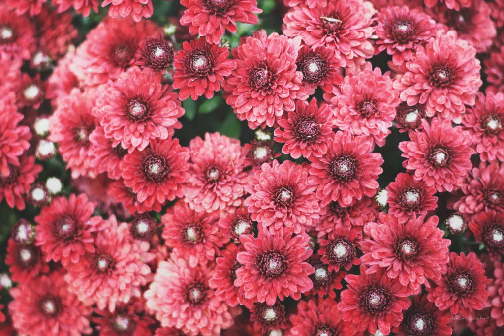 Autumn Flowers I by Laura Marshall. SKU 63257i. Archival Giclee Fine art print for wall decor.