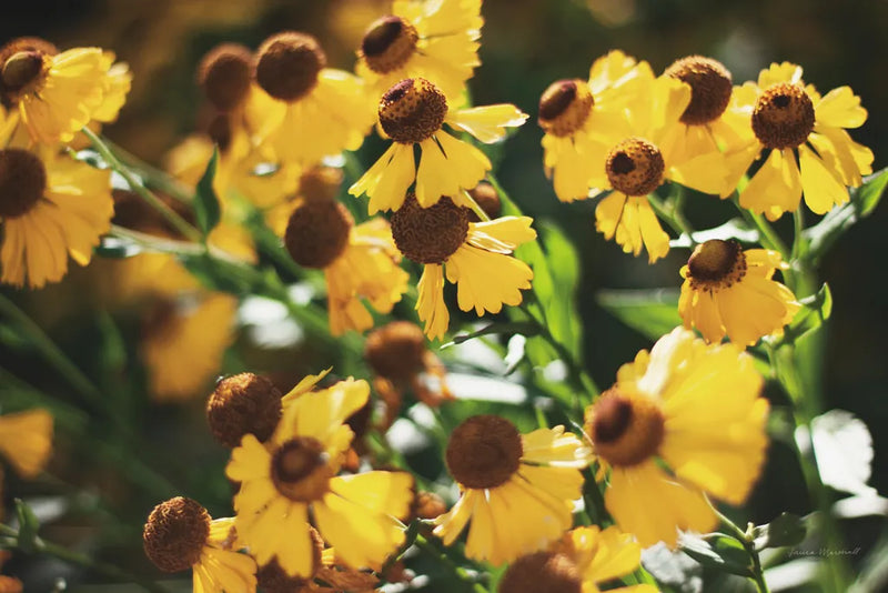 Autumn Flowers II by Laura Marshall. SKU 63258i. Archival Giclee Fine art print for wall decor.
