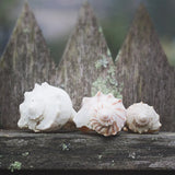 Beach Treasures by Laura Marshall. SKU 38777a. Archival Giclee Fine art print for wall decor.