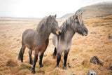Bjarni and Imir I by Laura Marshall. SKU 49806i. Archival Giclee Fine art print for wall decor.
