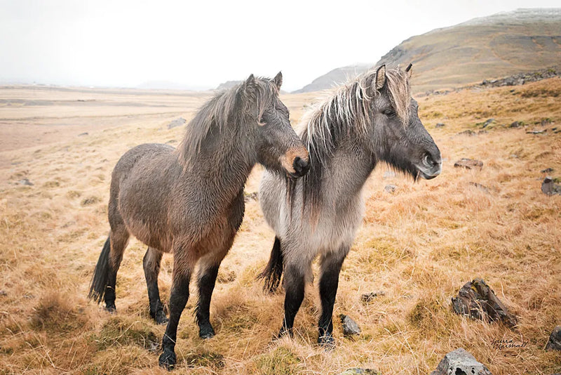Bjarni and Imir I by Laura Marshall. SKU 49806i. Archival Giclee Fine art print for wall decor.
