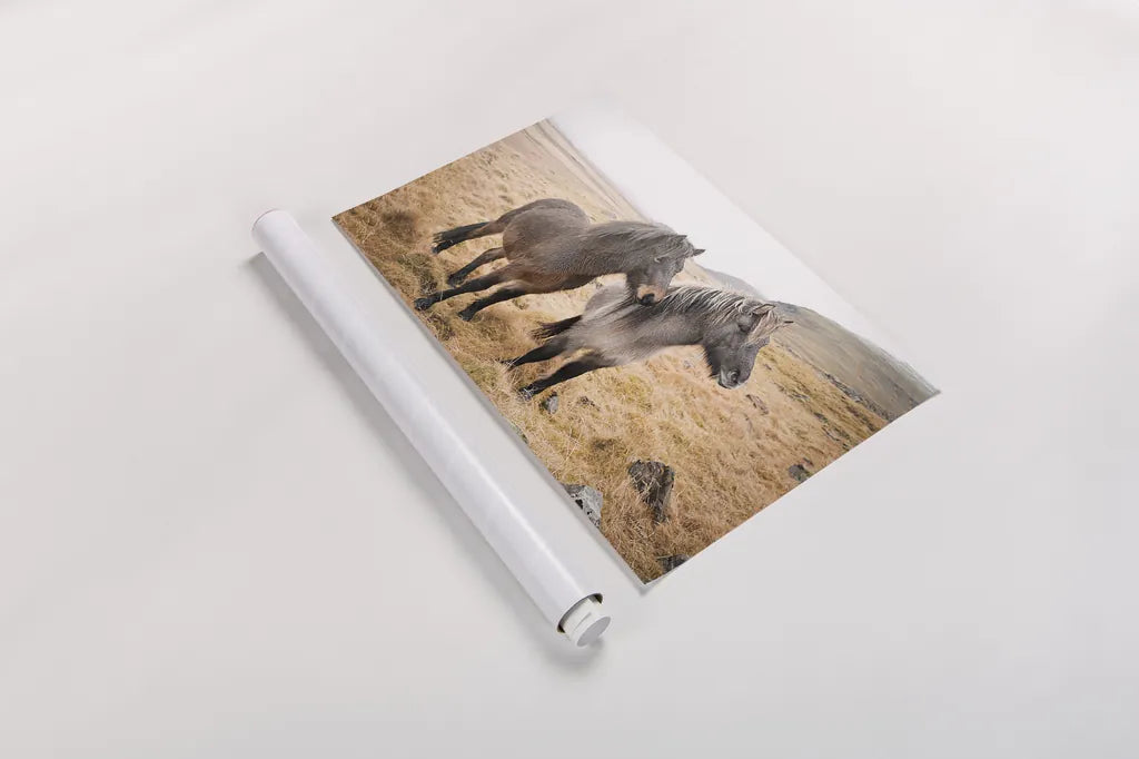 Bjarni and Imir I by Laura Marshall. shown as a rolled paper print. Available as archival giclee rolled canvas, fine art paper, or poster print. SKU 49806i.