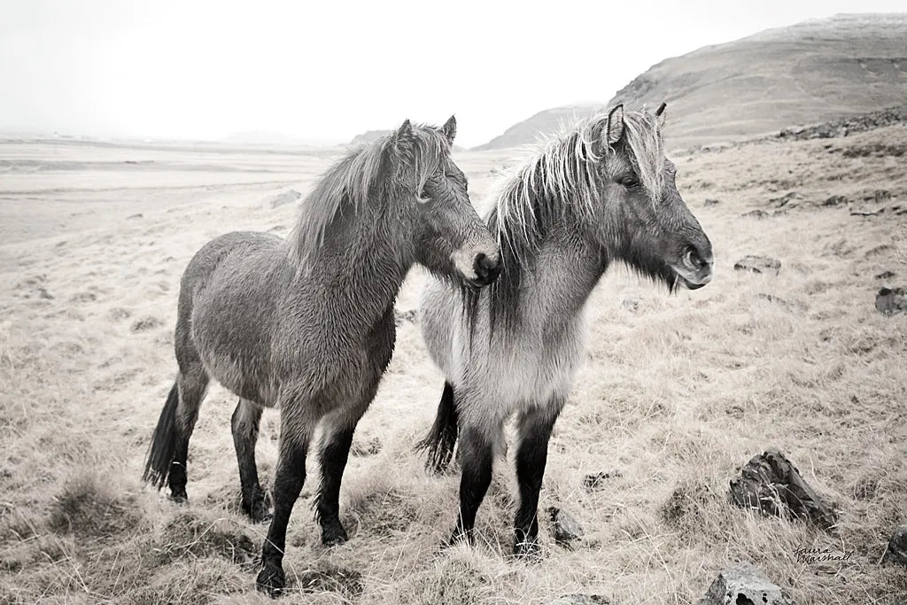 Bjarni and Imir I BW by Laura Marshall. SKU 49807i. Archival Giclee Fine art print for wall decor.
