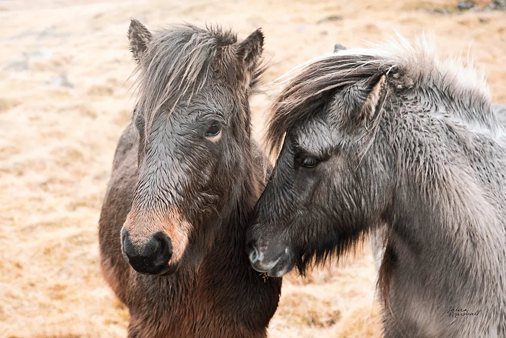 Bjarni and Imir II by Laura Marshall. SKU 49808i. Archival Giclee Fine art print for wall decor.