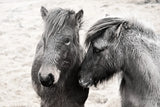 Bjarni and Imir II BW by Laura Marshall. SKU 49809i. Archival Giclee Fine art print for wall decor.