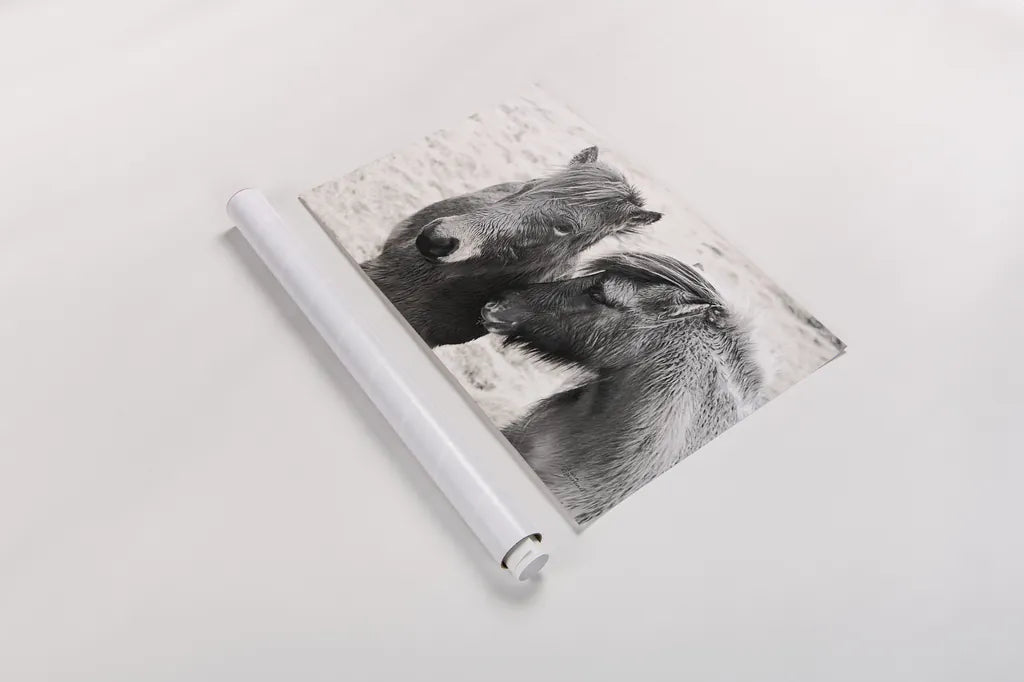 Bjarni and Imir II BW by Laura Marshall. shown as a rolled paper print. Available as archival giclee rolled canvas, fine art paper, or poster print. SKU 49809i.