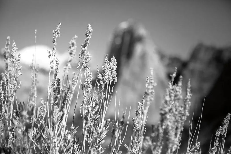 Canyon Sagebrush by Laura Marshall. SKU 64406i. Archival Giclee Fine art print for wall decor.
