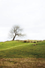 Dales Way II by Laura Marshall. SKU 63264h. Archival Giclee Fine art print for wall decor.