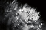 Dandelion Abstract I by Laura Marshall. SKU 55008i. Archival Giclee Fine art print for wall decor.