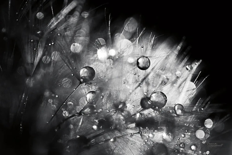 Dandelion Abstract I by Laura Marshall. SKU 55008i. Archival Giclee Fine art print for wall decor.
