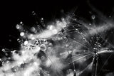 Dandelion Abstract II by Laura Marshall. SKU 55009i. Archival Giclee Fine art print for wall decor.
