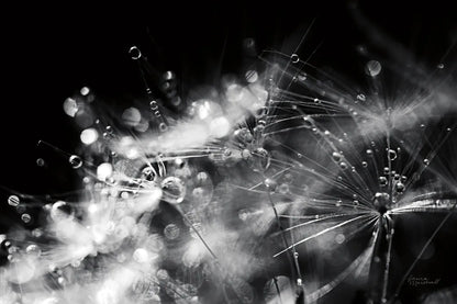 Dandelion Abstract II by Laura Marshall. SKU 55009i. Archival Giclee Fine art print for wall decor.