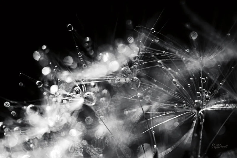 Dandelion Abstract II by Laura Marshall. SKU 55009i. Archival Giclee Fine art print for wall decor.